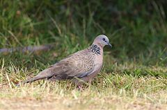 Spotted Dove